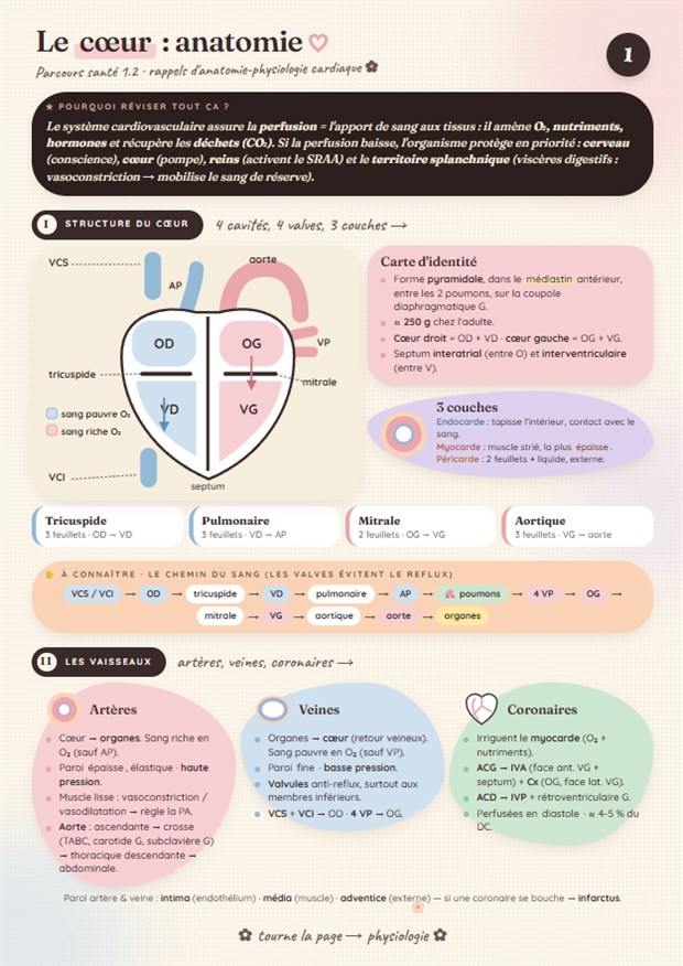 Fiche de révision Révisioo au design douce : Le cœur, anatomie